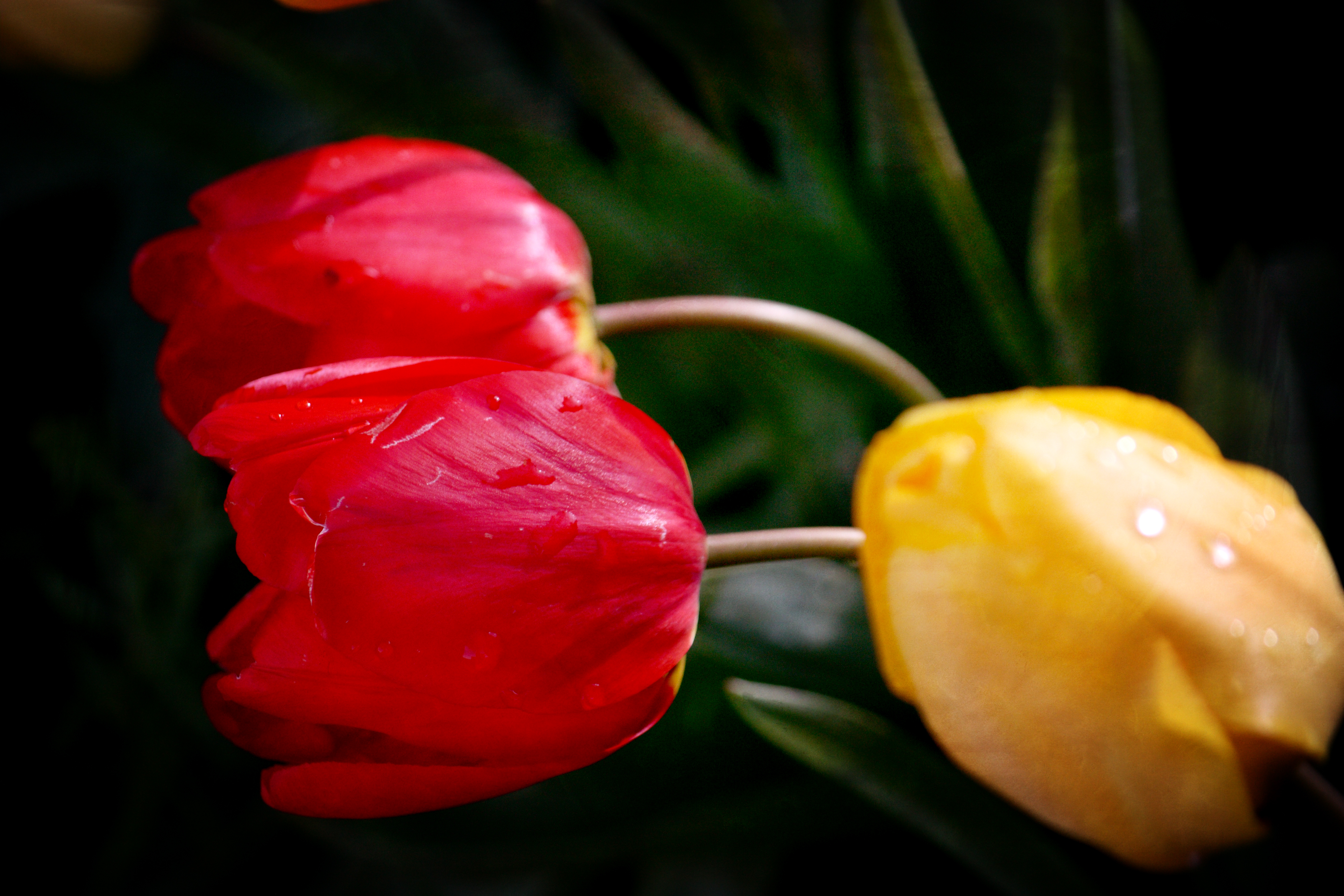 Можно дарить 1 тюльпан. Алые тюльпаны растут. Горизонтальные обои на Одноклассники тюльпаны.